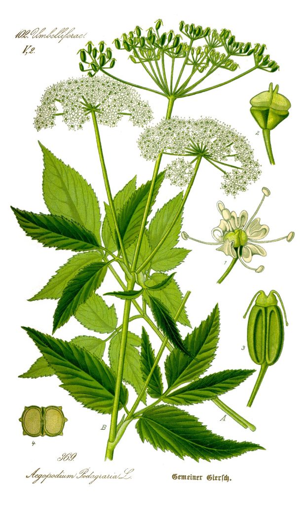 Gemeiner Giersch (Aegopodium podagraria)